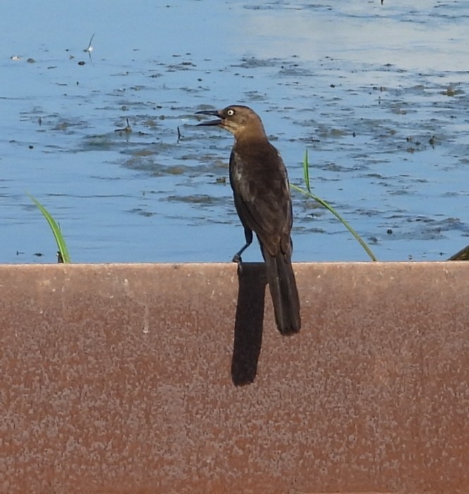 Great-tailed Grackle - ML620796224