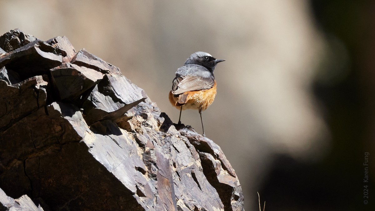 Black Redstart - ML620796228