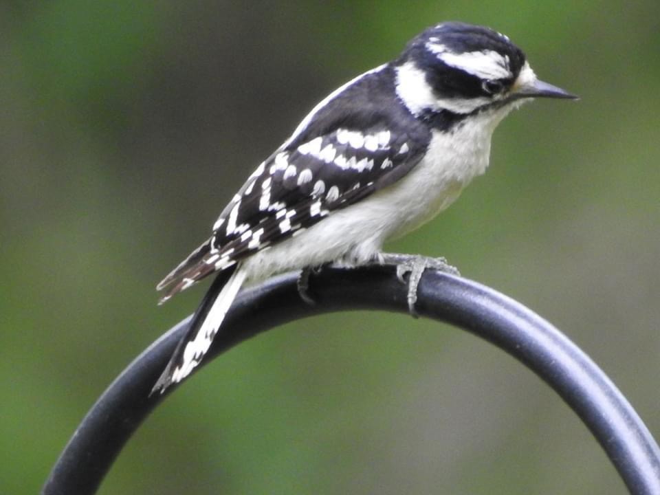 Downy Woodpecker - ML620796229