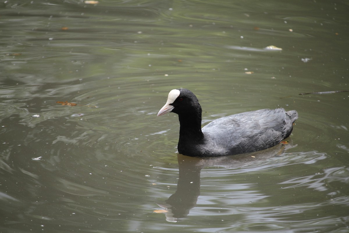 Eurasian Coot - Ron Pasieczna