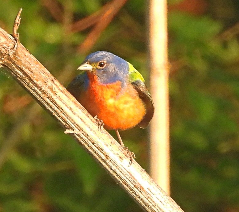 Painted Bunting - Cheryl Huner