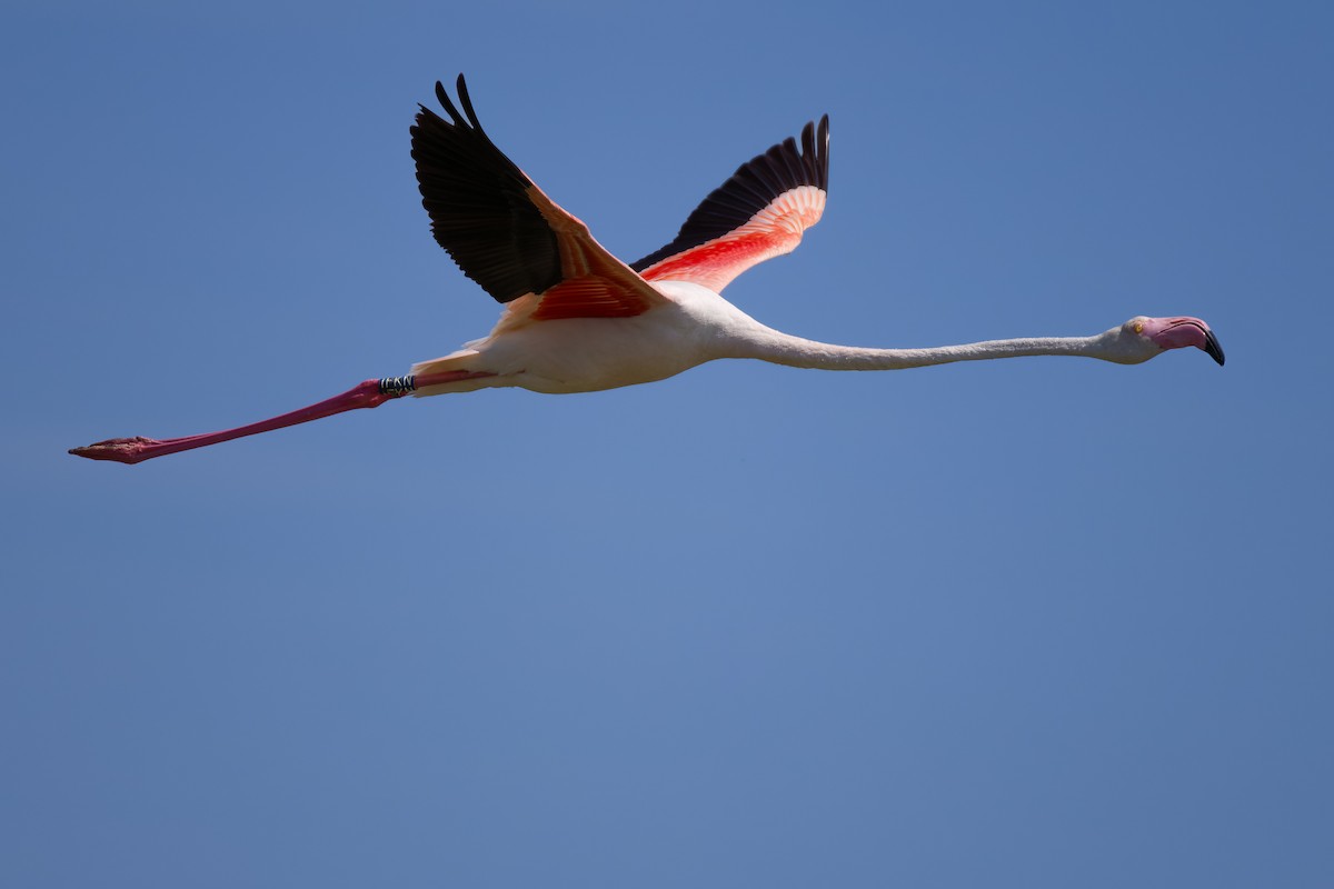 Greater Flamingo - ML620796245