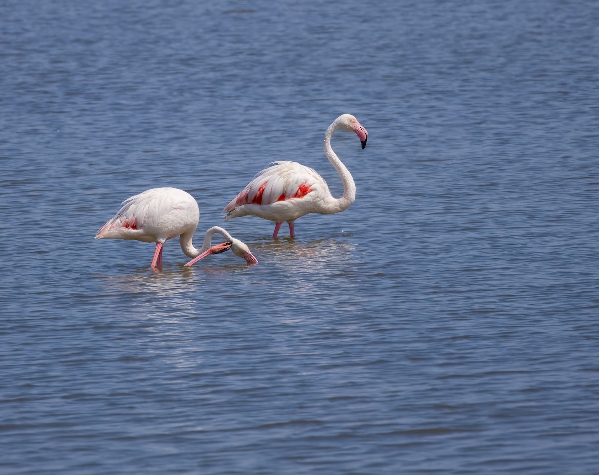 Greater Flamingo - ML620796246