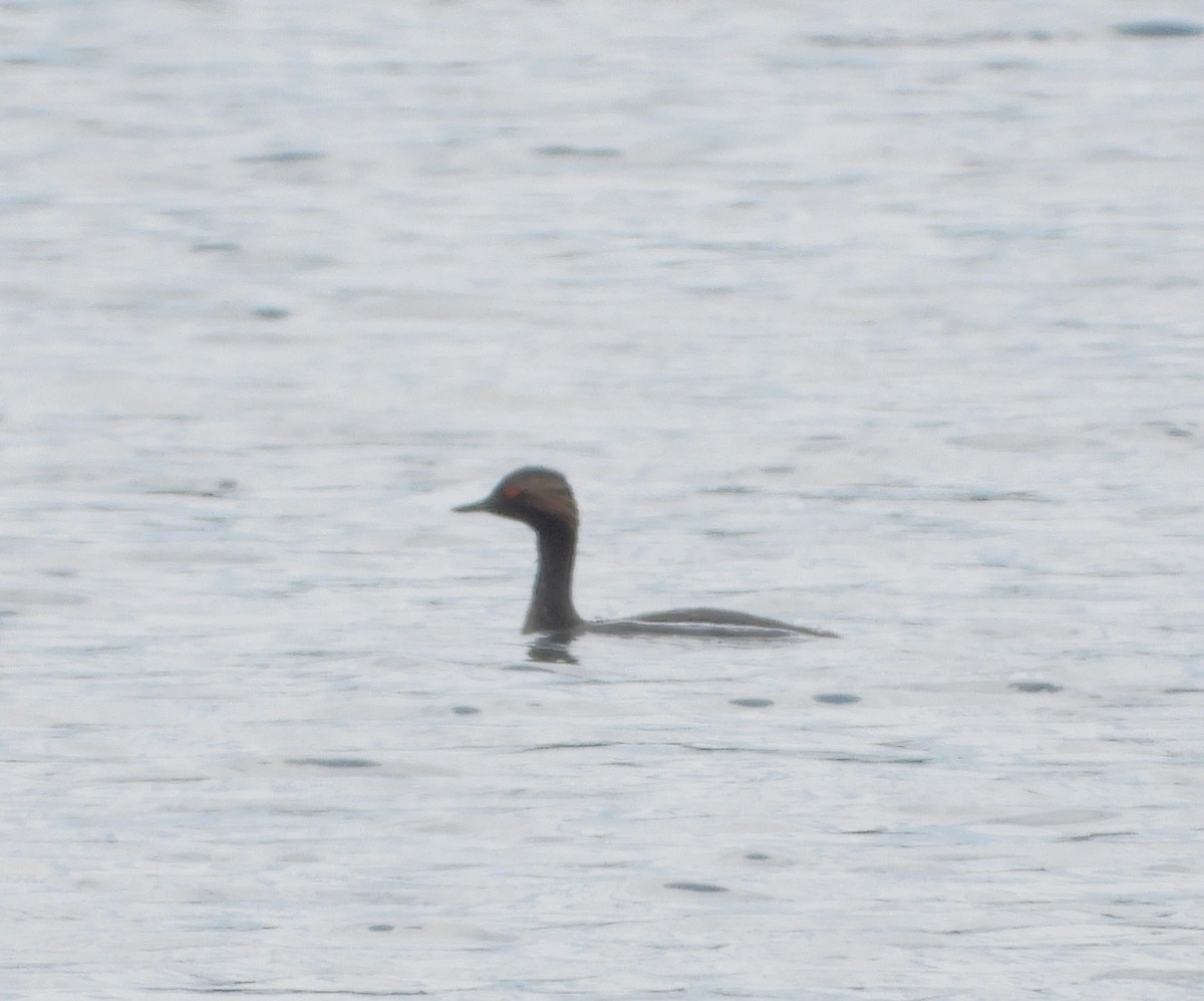 Eared Grebe - ML620796247