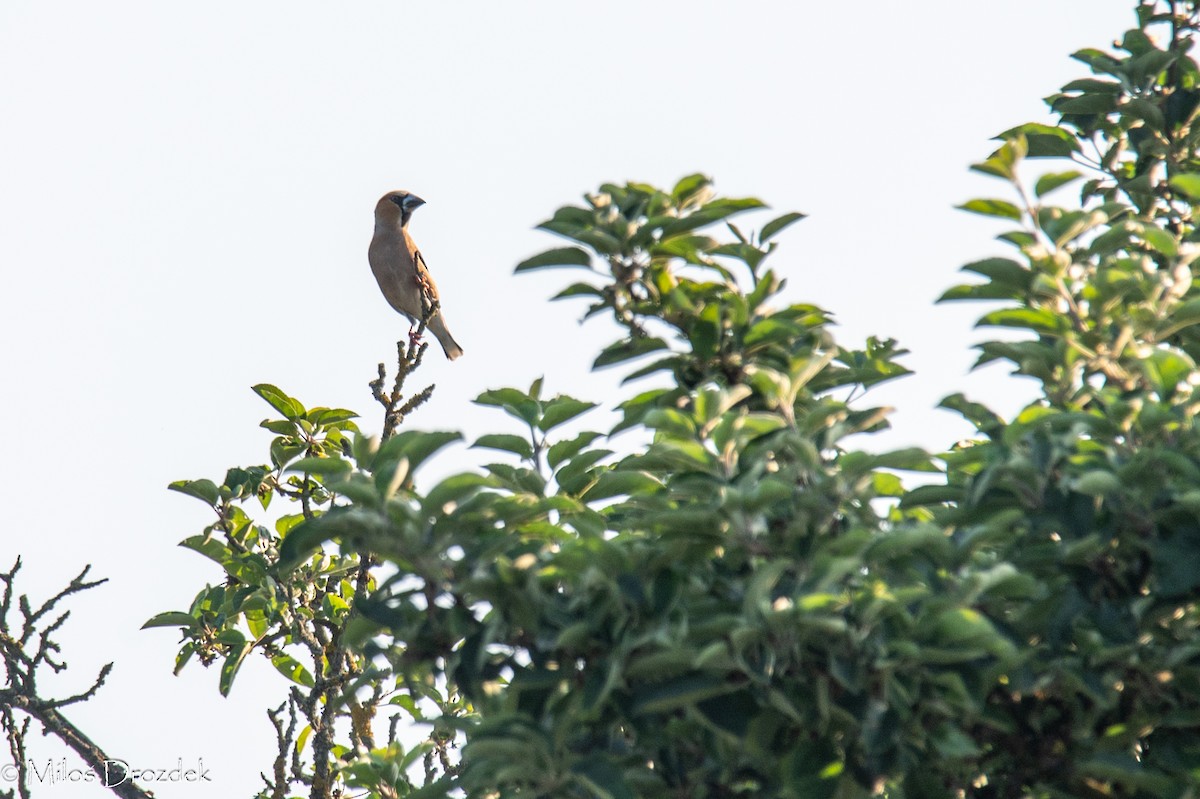 Hawfinch - ML620796250