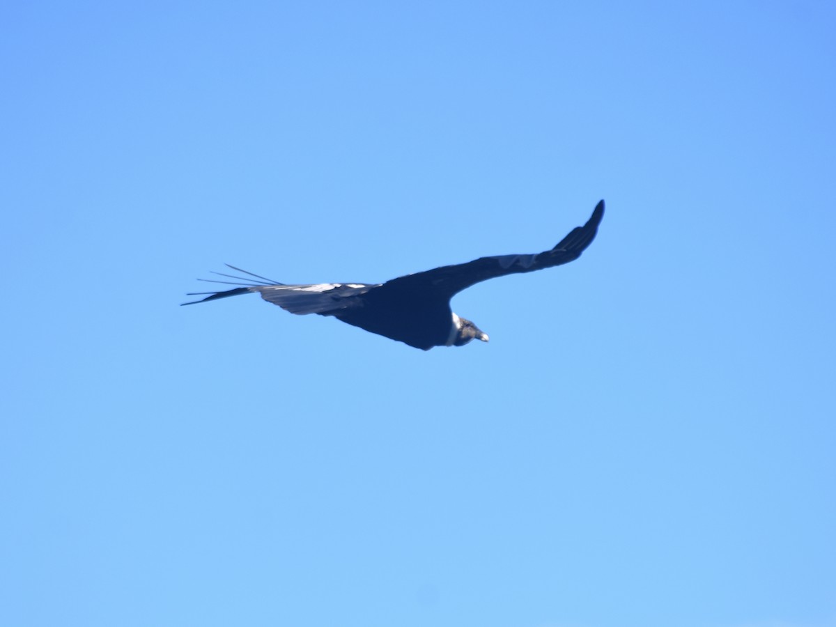 Andean Condor - ML620796253