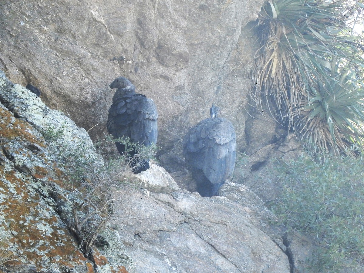 Condor des Andes - ML620796254