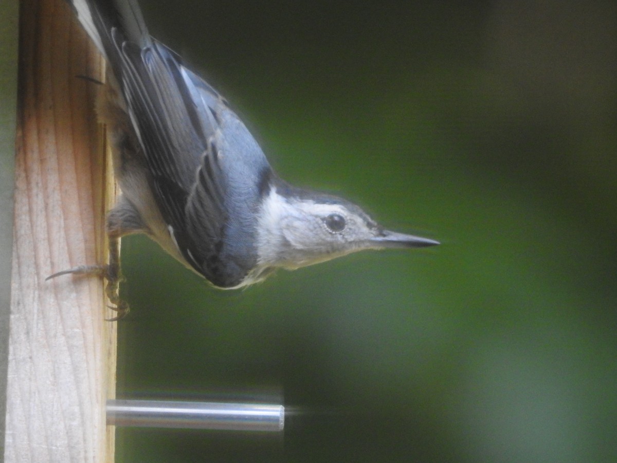 White-breasted Nuthatch - ML620796255