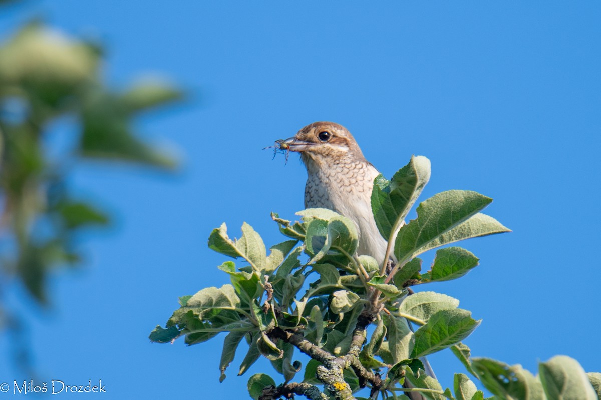 Red-backed Shrike - ML620796256