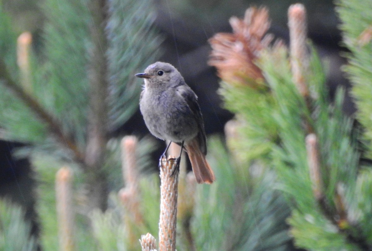 Black Redstart - ML620796260