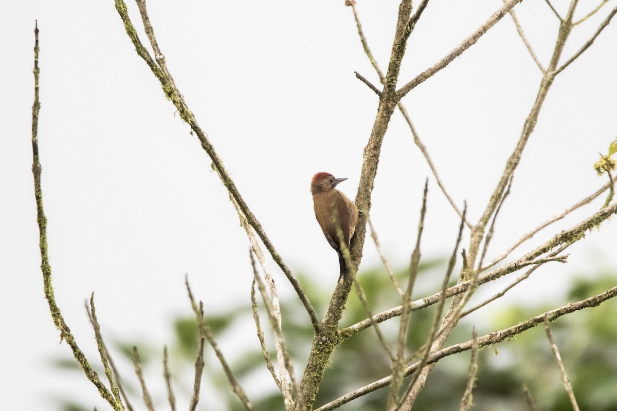 Smoky-brown Woodpecker - ML620796263