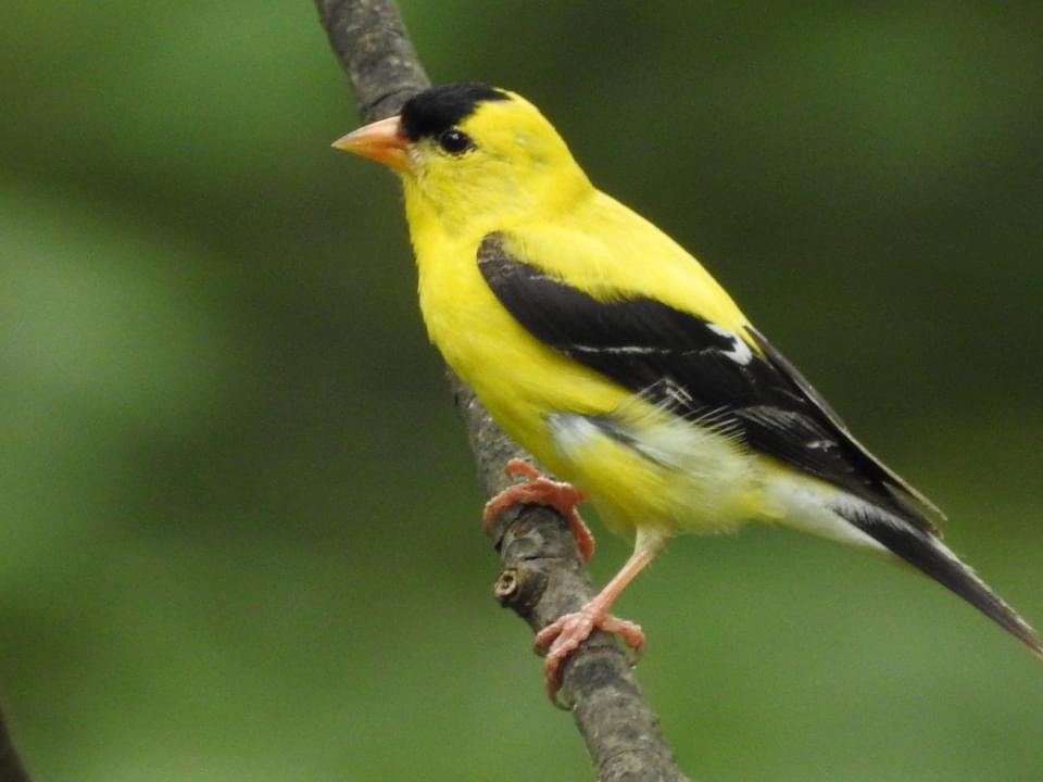 American Goldfinch - ML620796267