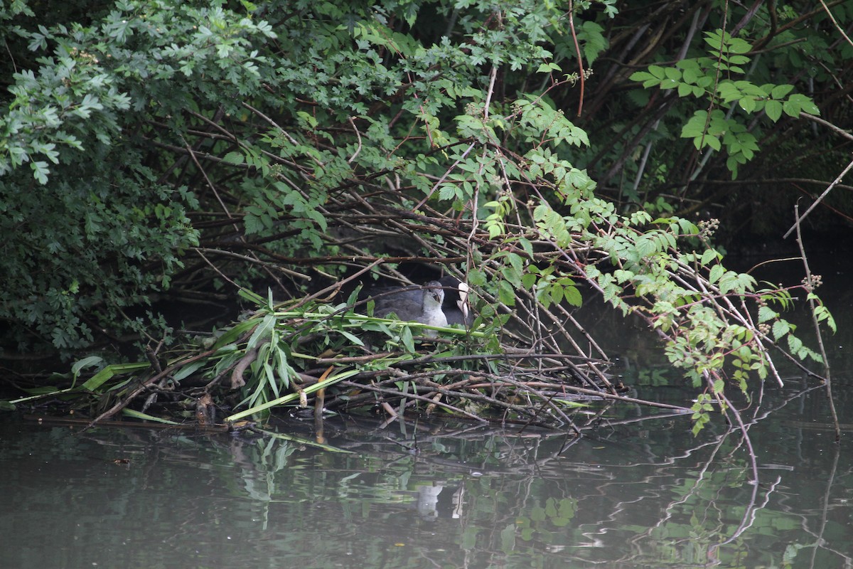 Eurasian Coot - ML620796276