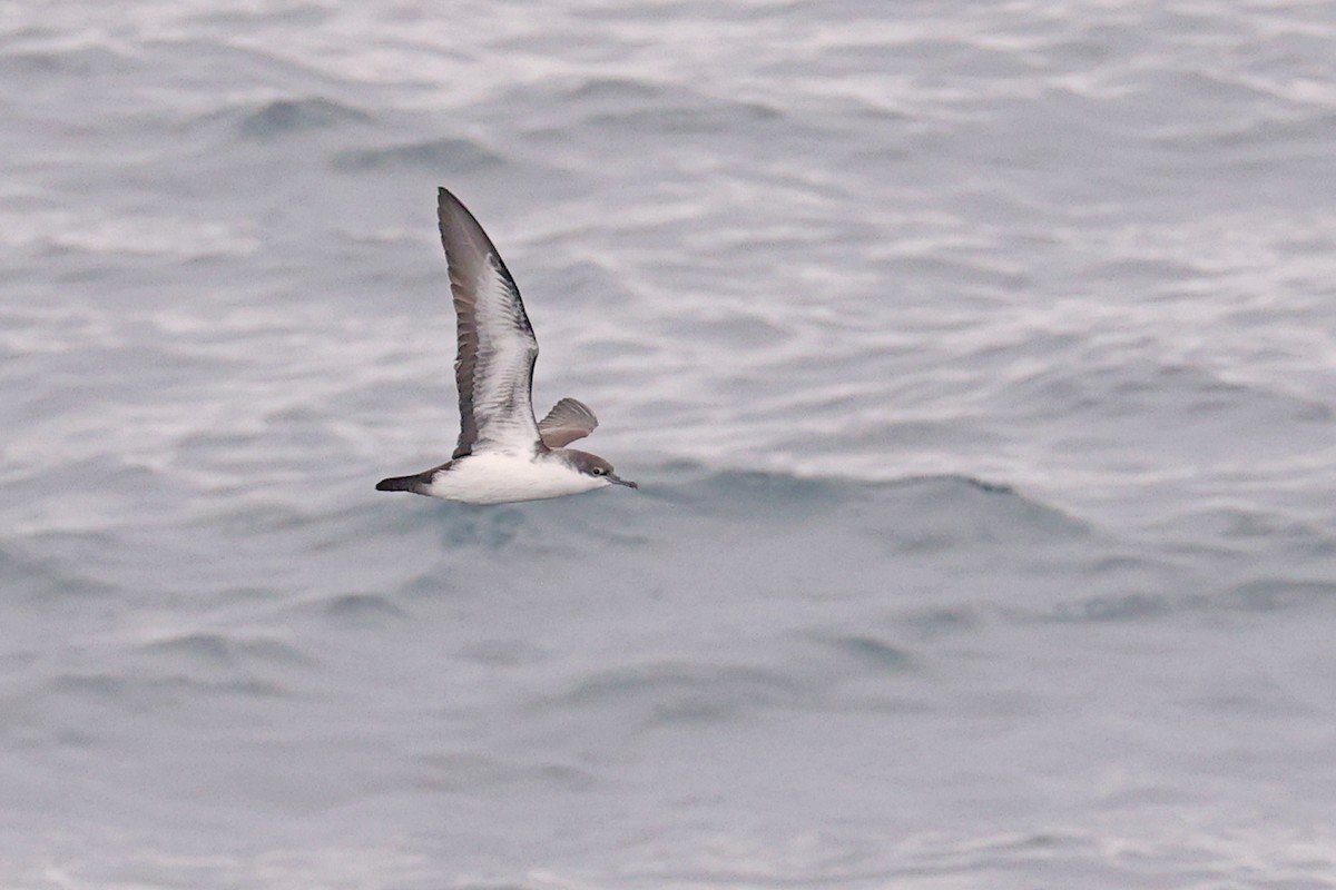 Galapagos Shearwater (Light-winged) - Michael O'Brien