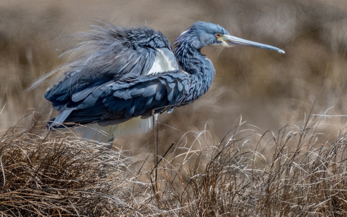 Tricolored Heron - ML620796291