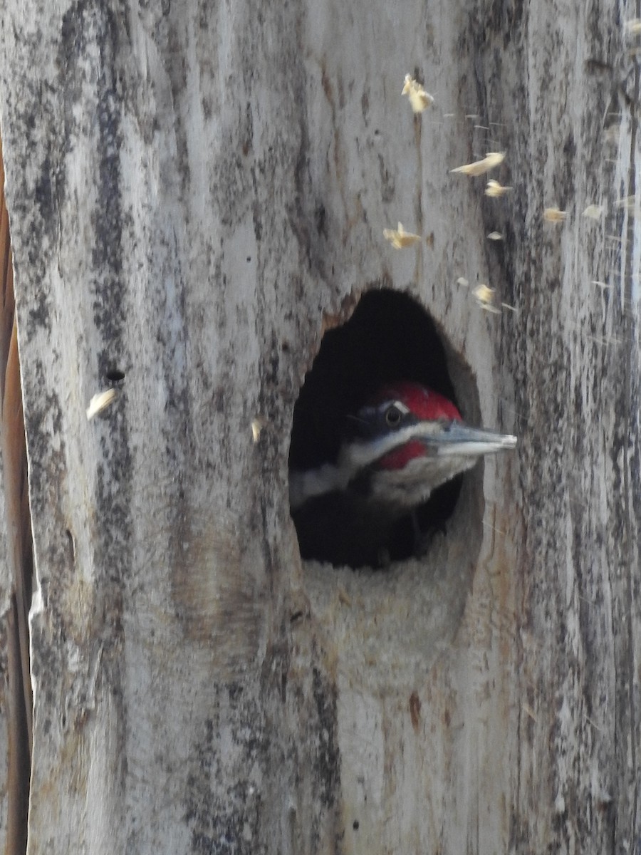 Pileated Woodpecker - Shane Sater