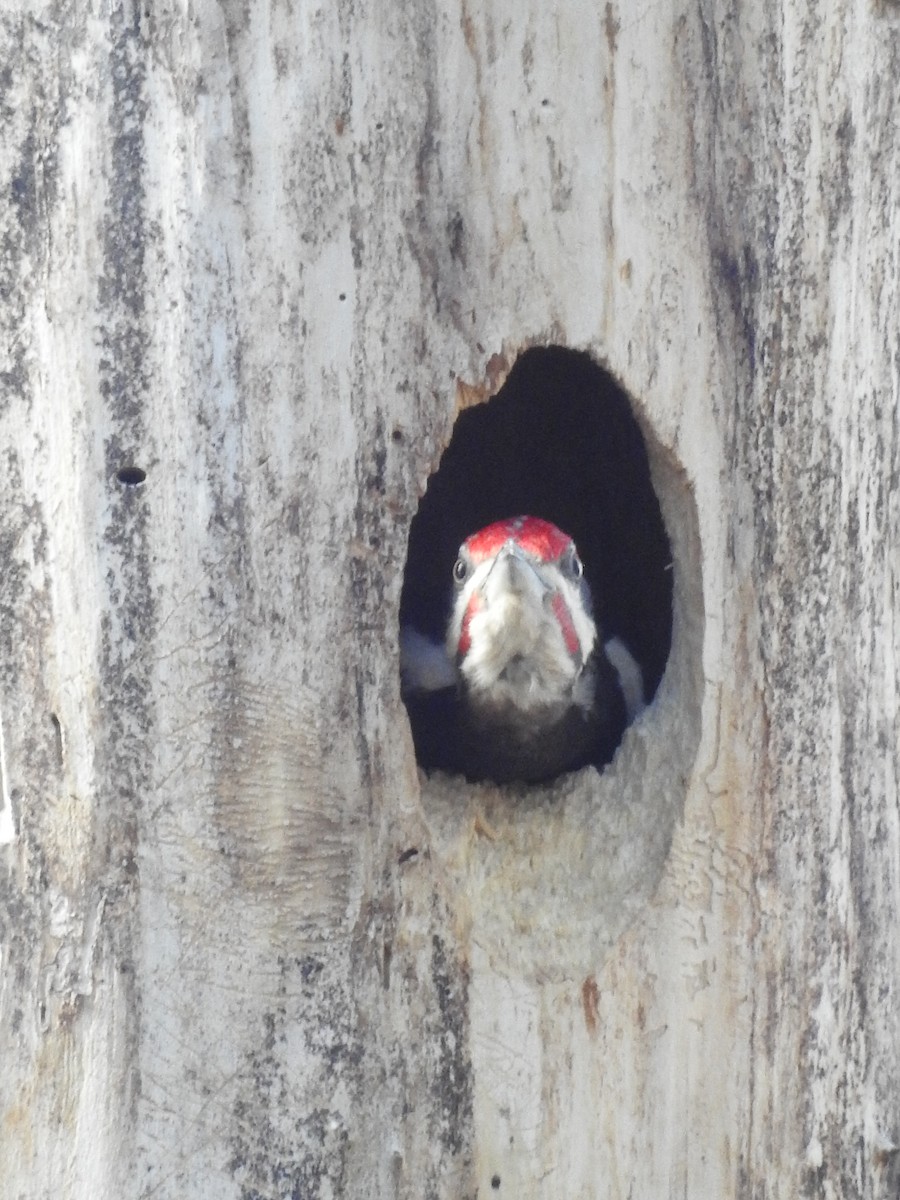 Pileated Woodpecker - ML620796301