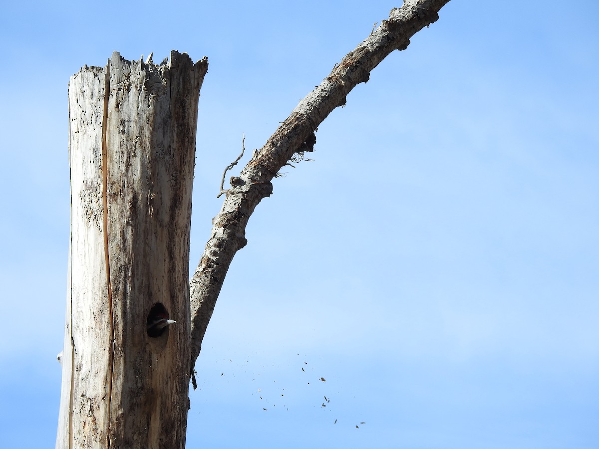 Pileated Woodpecker - ML620796304