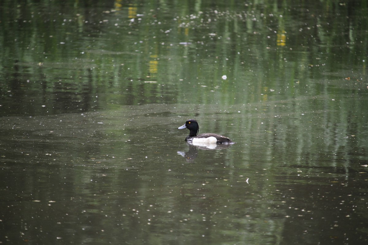 Tufted Duck - ML620796308