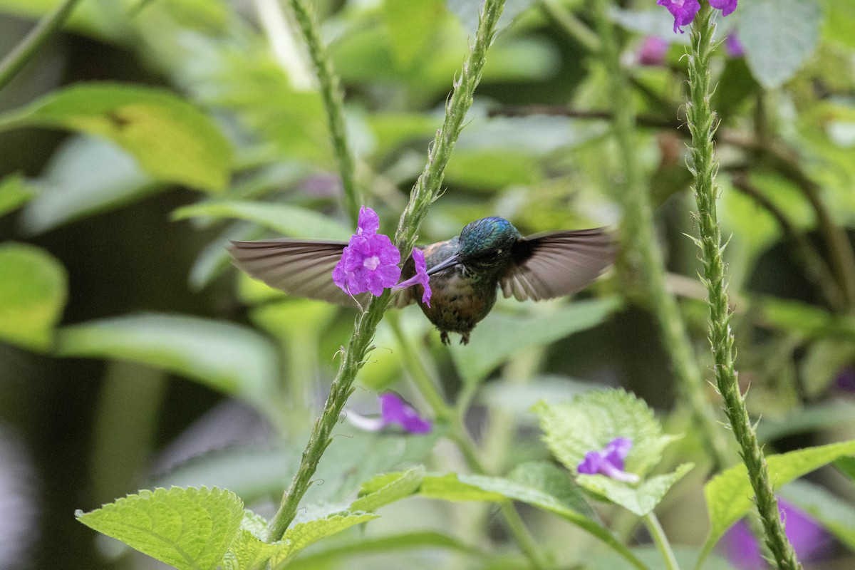 Violet-tailed Sylph - ML620796309