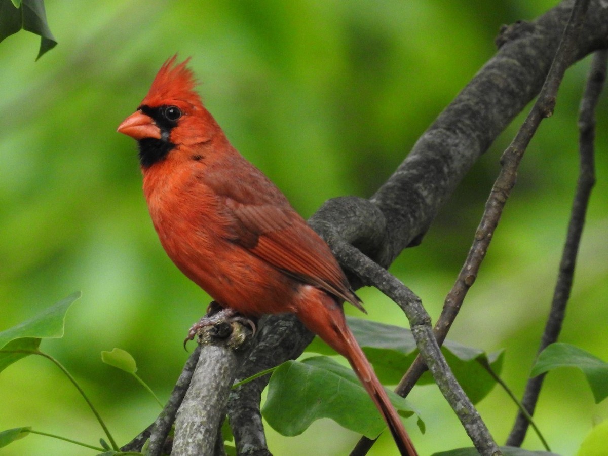 Northern Cardinal - ML620796311