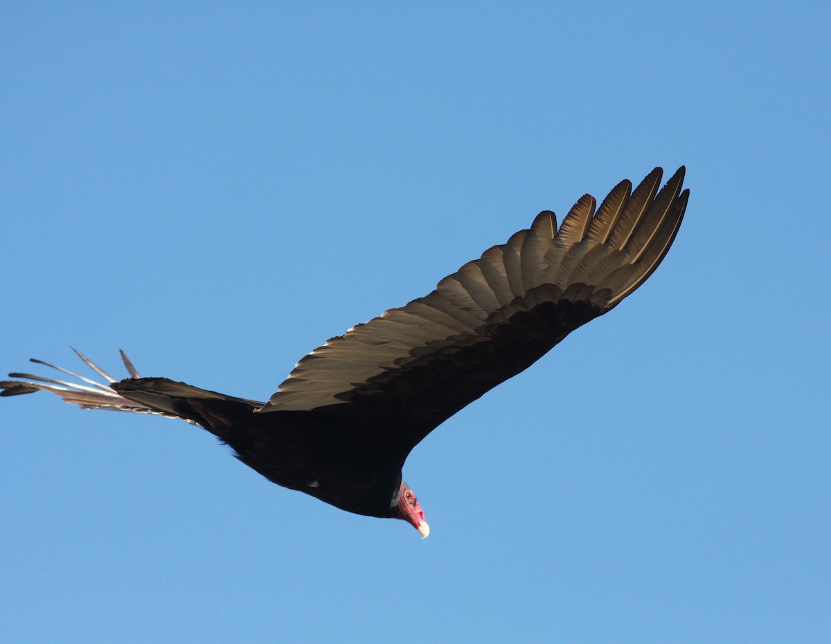 Turkey Vulture - ML620796312