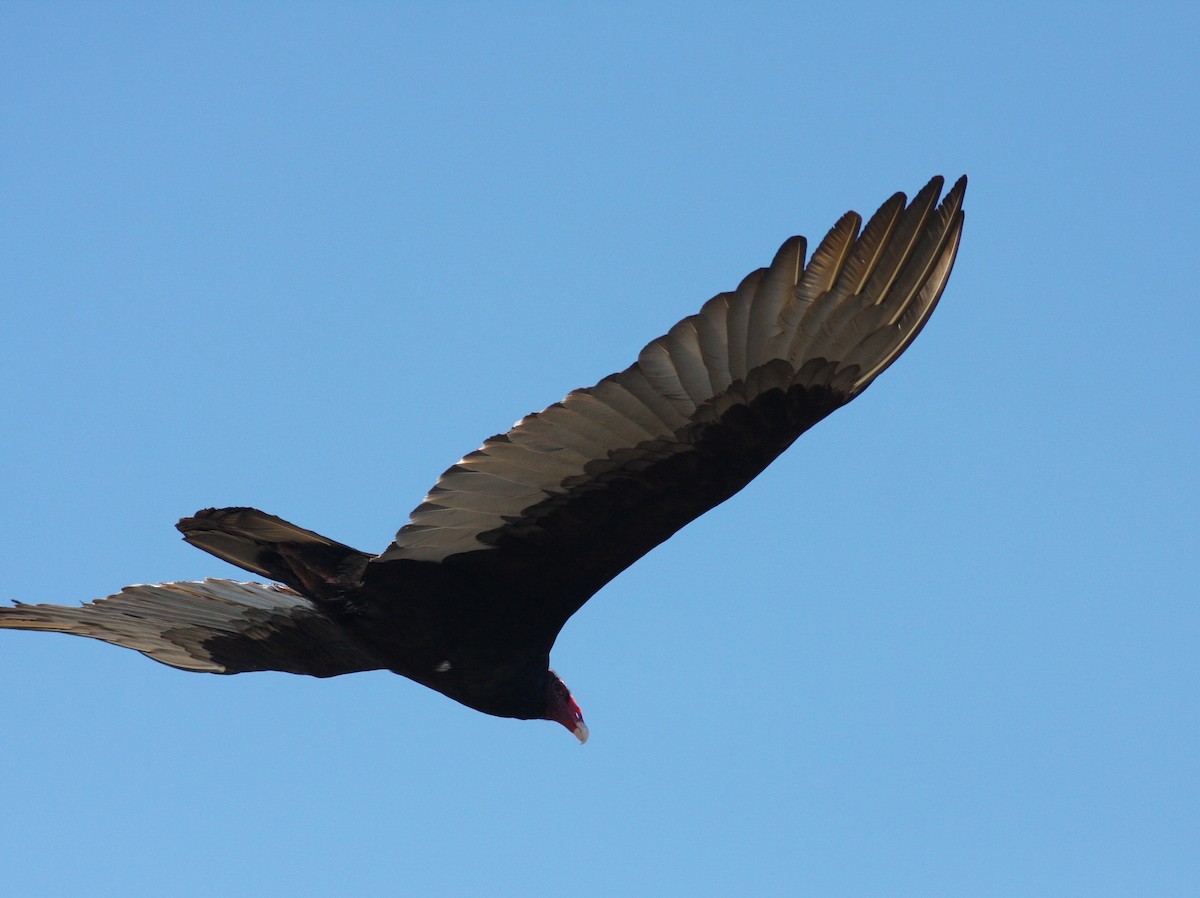 Turkey Vulture - ML620796313