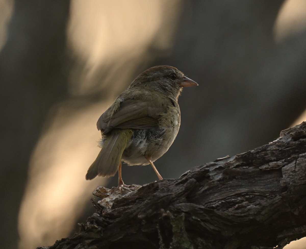 Olive Sparrow - Patricia Goldberg