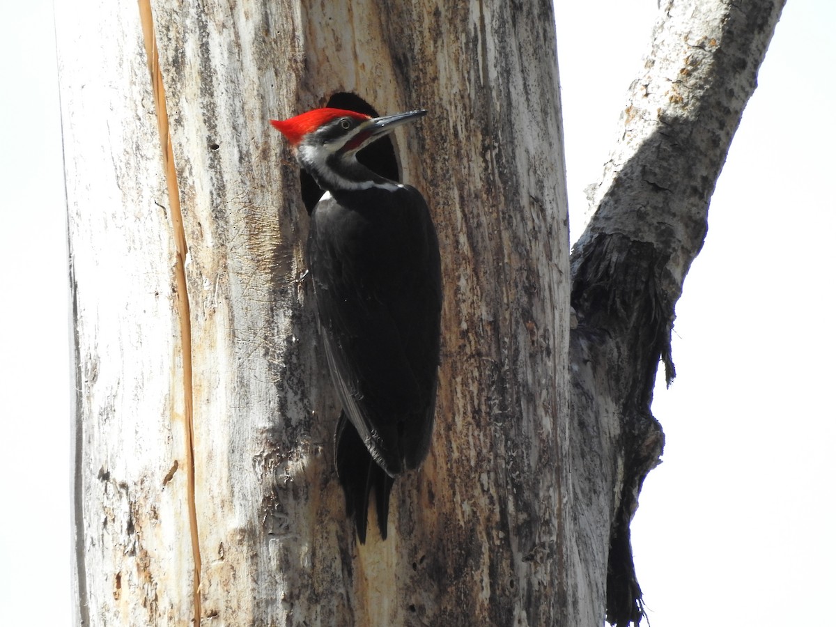 Pileated Woodpecker - ML620796316