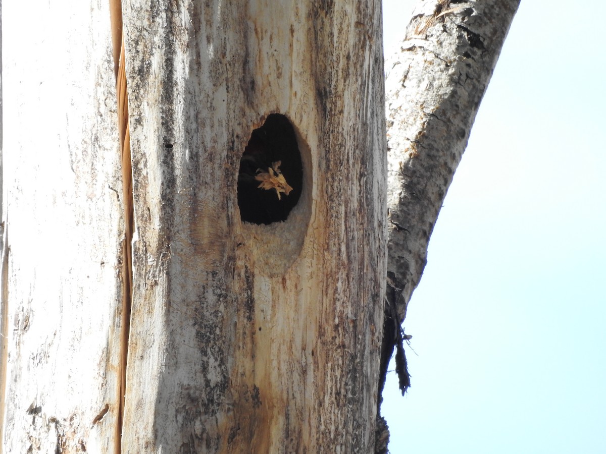 Pileated Woodpecker - ML620796321