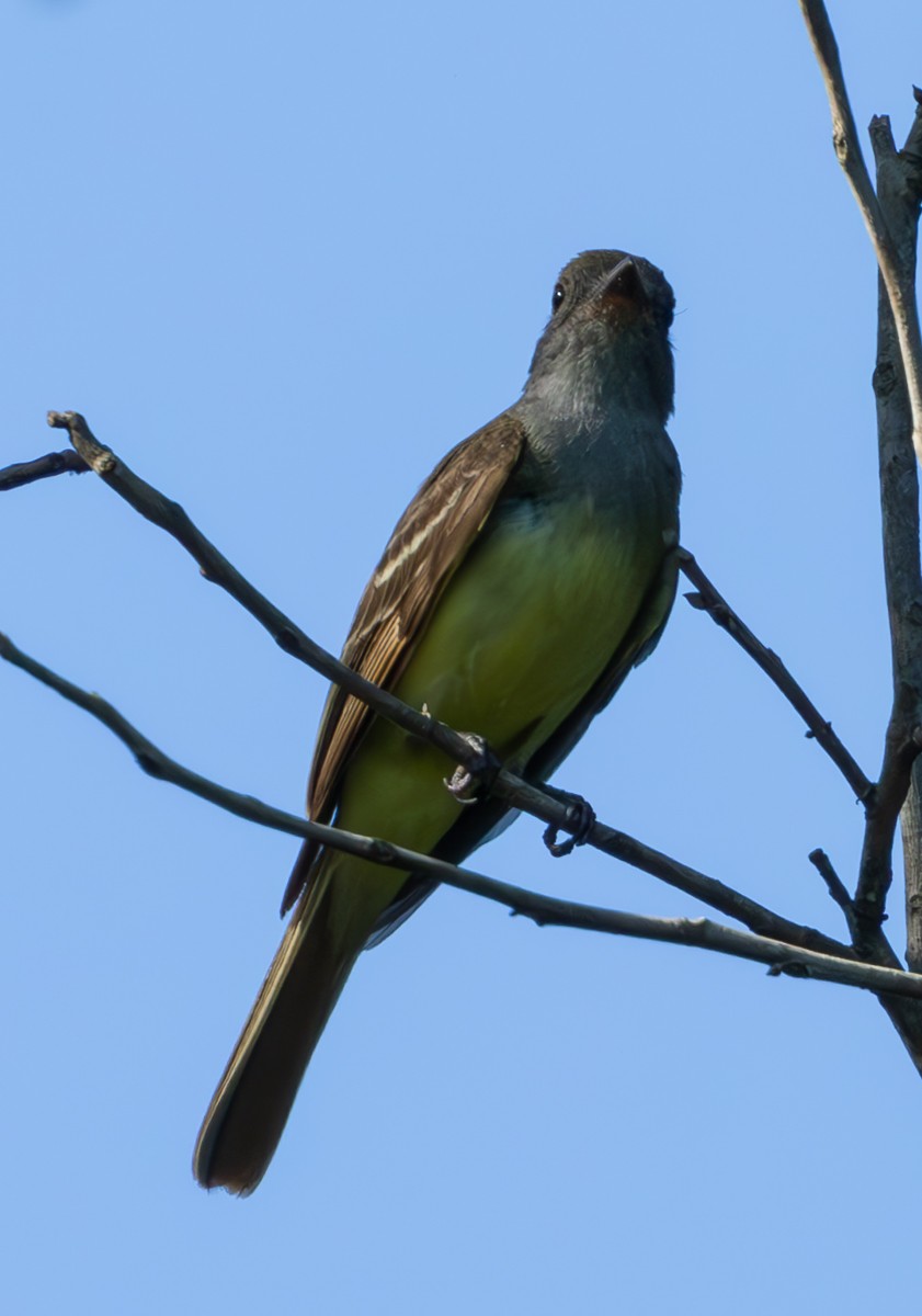 Great Crested Flycatcher - ML620796322