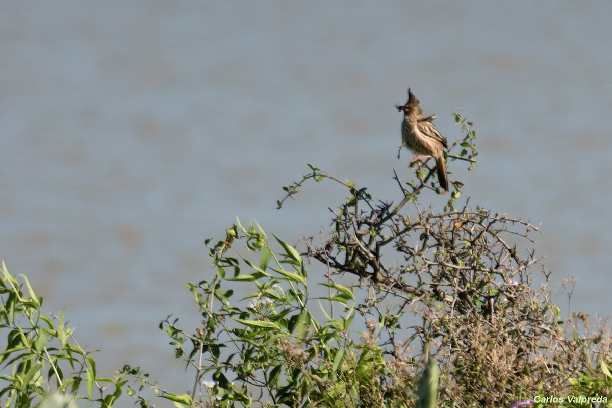 Chacobuschläufer - ML620796329