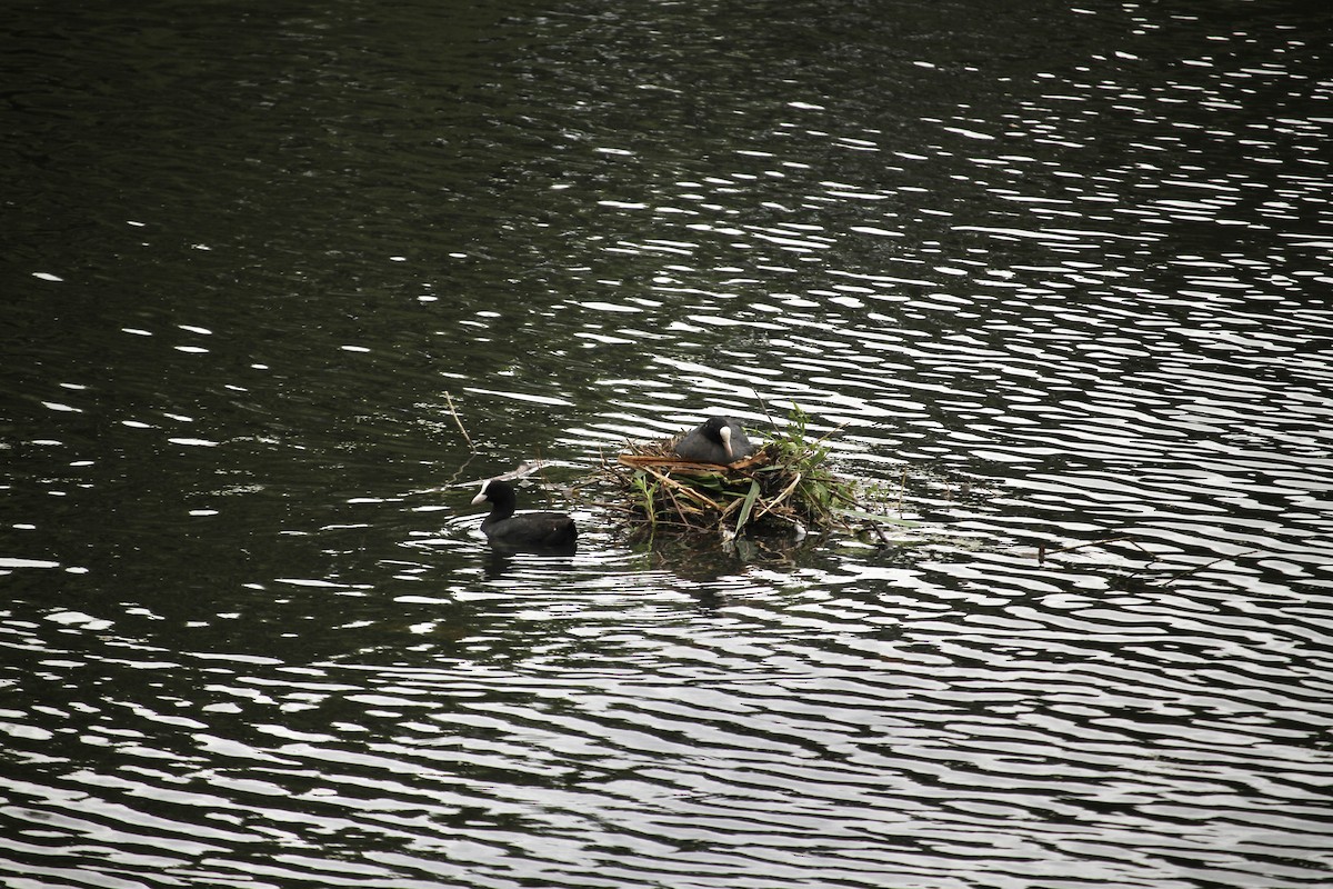 Eurasian Coot - ML620796330