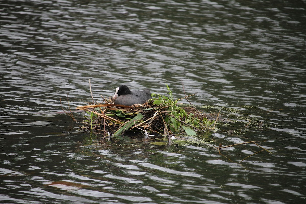 Eurasian Coot - ML620796334