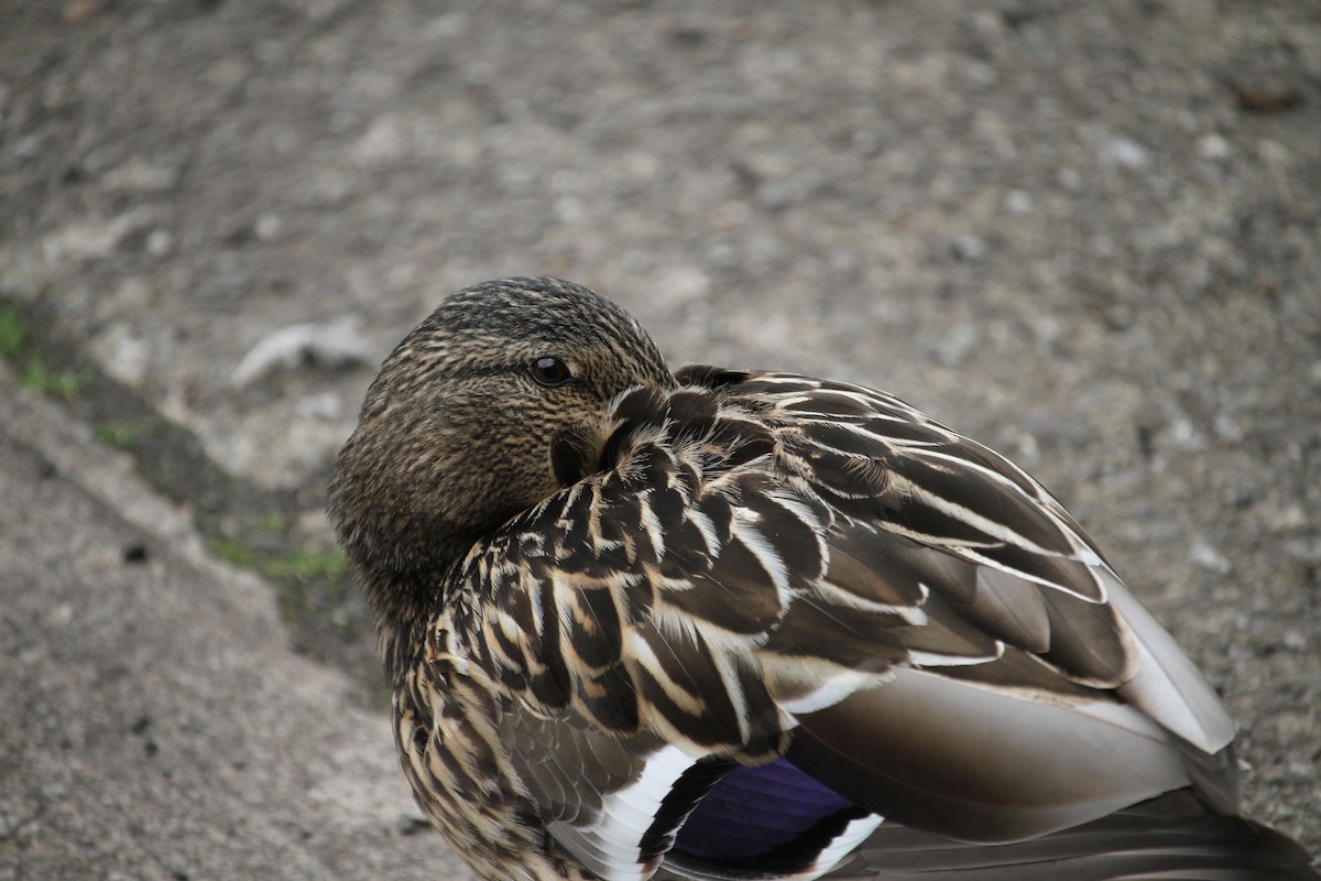 Canard colvert - ML620796337