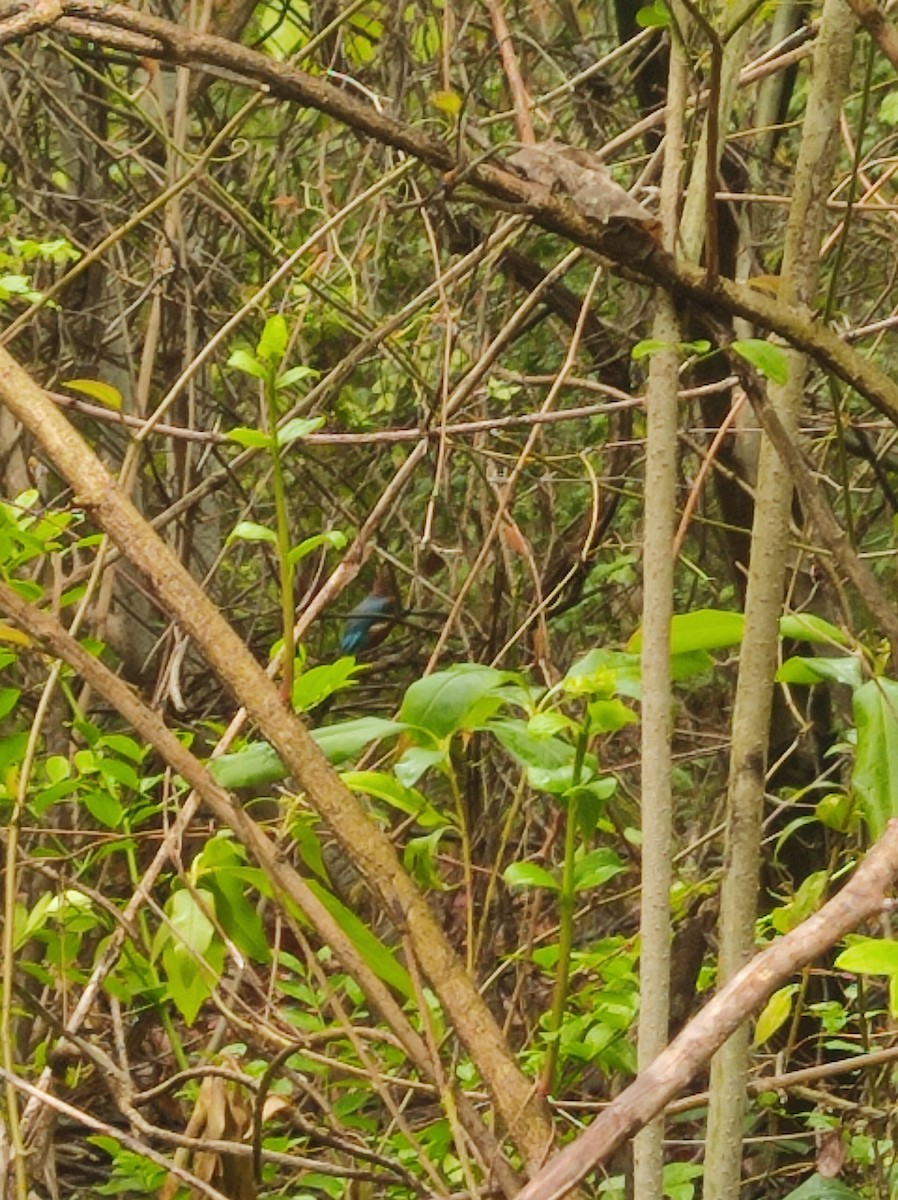 White-throated Kingfisher - ML620796339