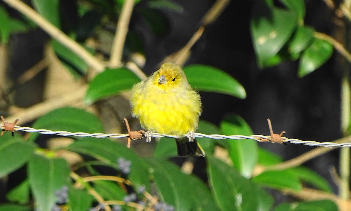 Saffron Finch - ML620796343