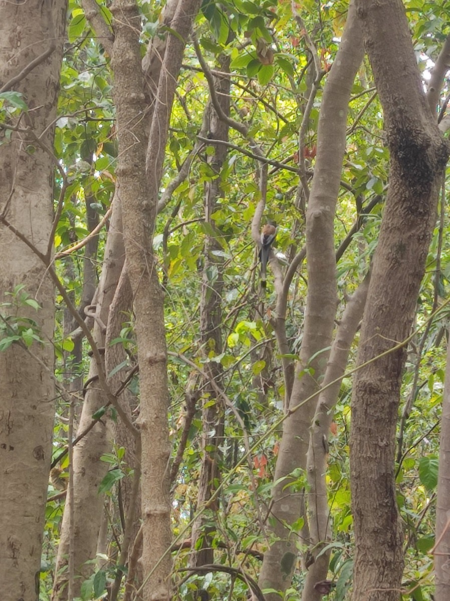 Rufous Treepie - ML620796350