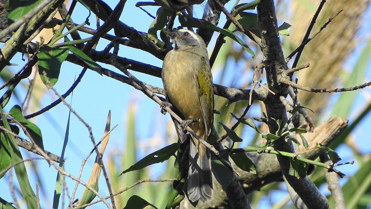 Green-winged Saltator - ML620796351