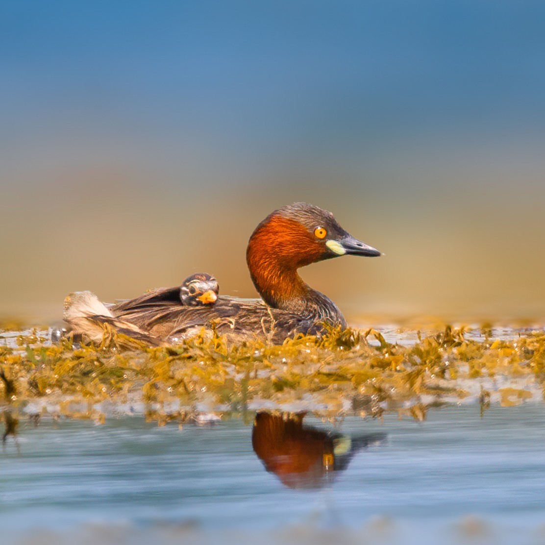 Little Grebe - ML620796352