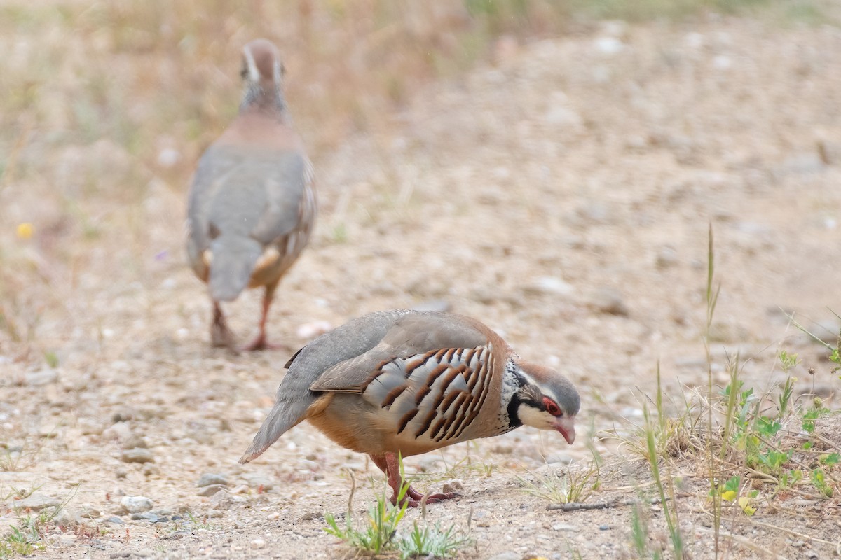 Red-legged Partridge - ML620796354