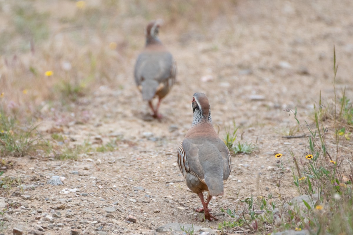 Red-legged Partridge - ML620796357