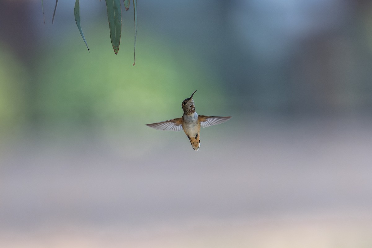 Colibrí de Allen - ML620796358