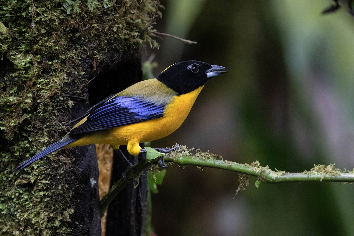 Black-chinned Mountain Tanager - ML620796363