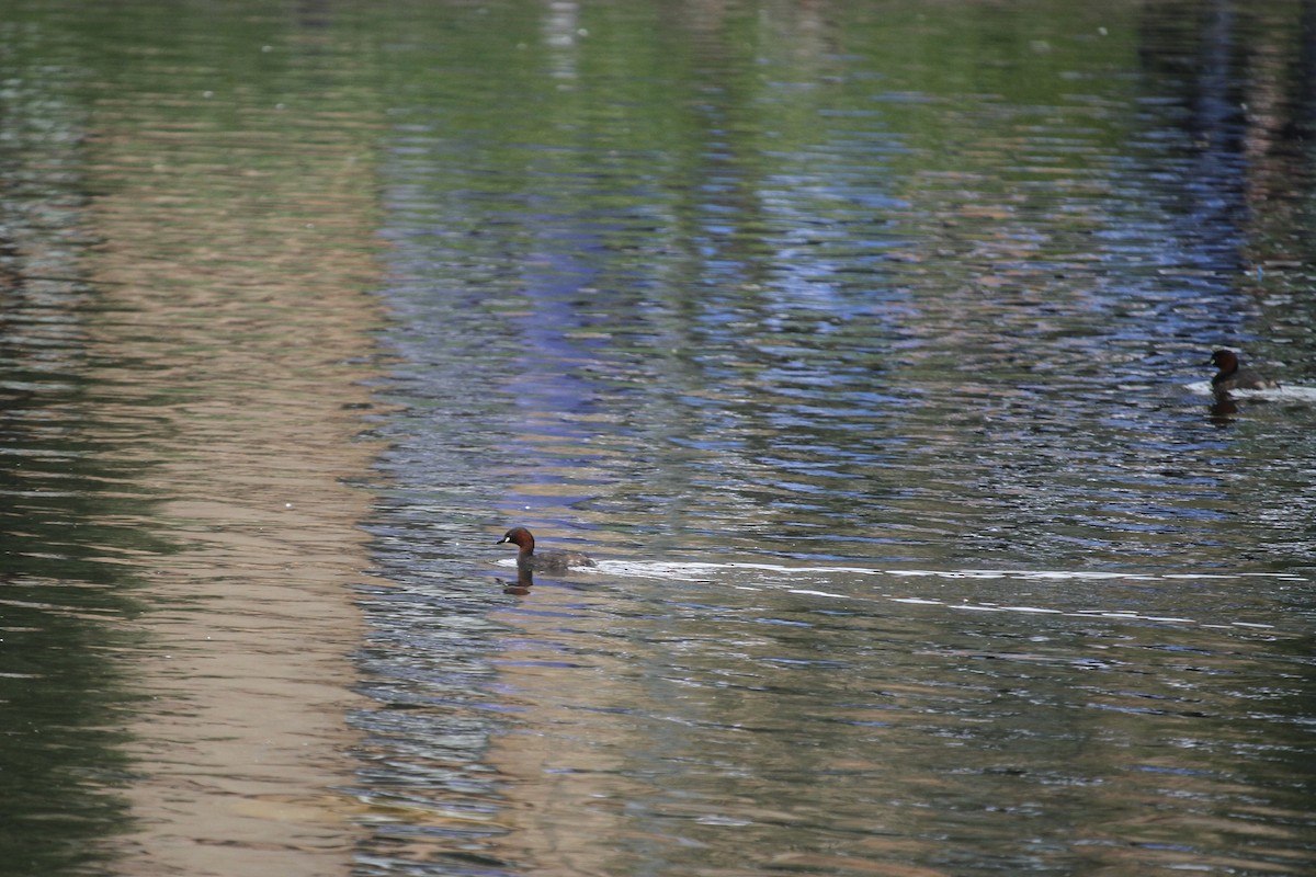 Little Grebe - ML620796367