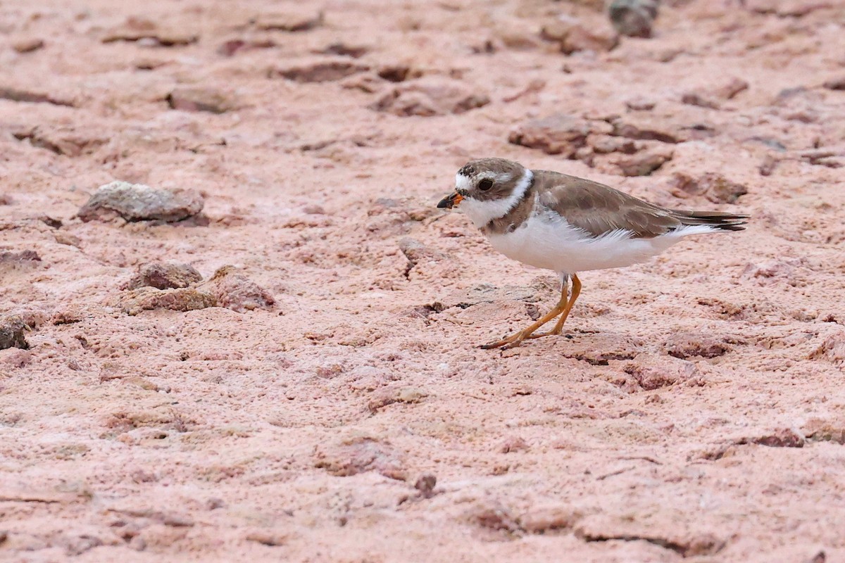 Semipalmated Plover - ML620796368