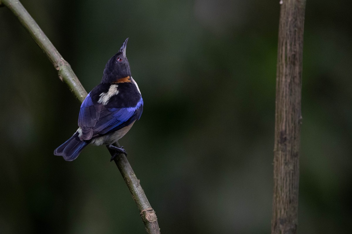 Golden-collared Honeycreeper - ML620796369