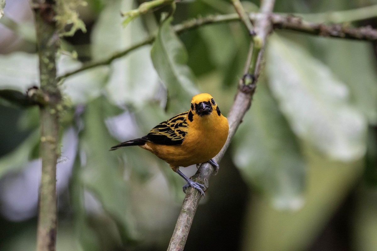 Golden Tanager - ML620796370