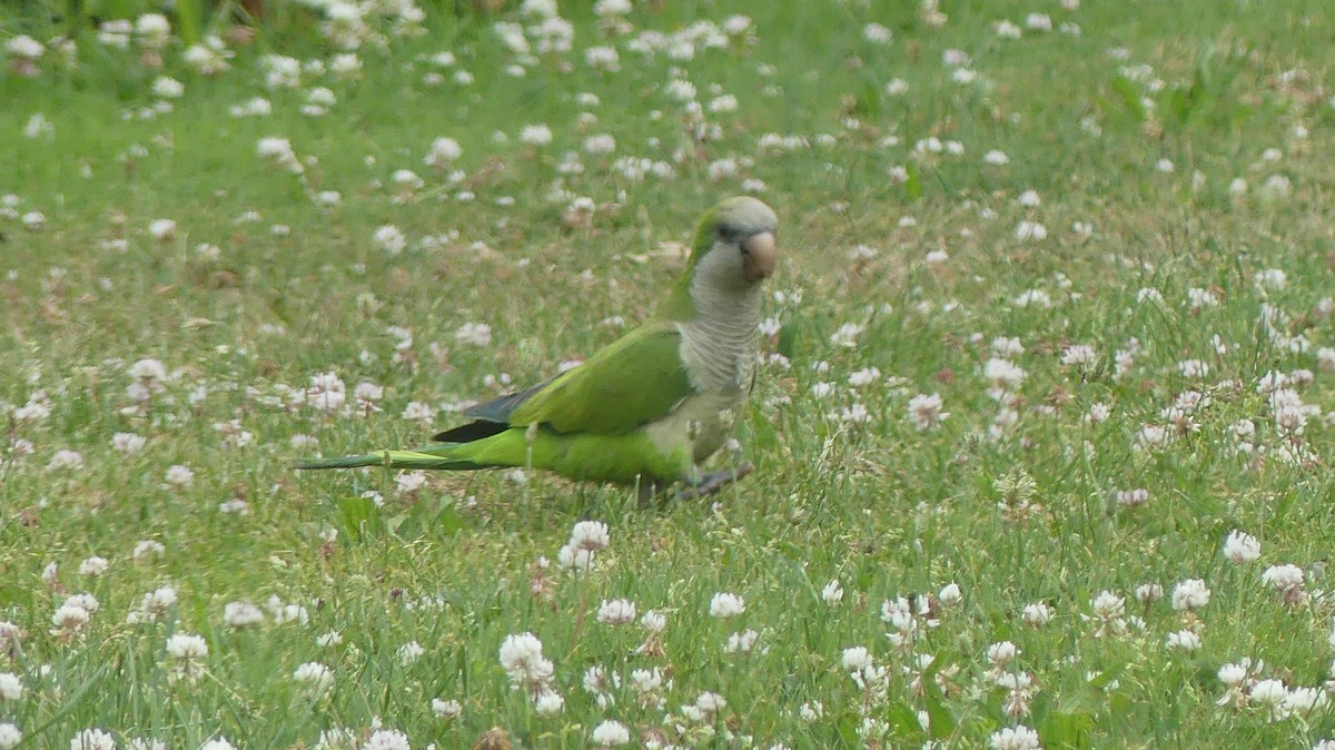 Monk Parakeet - ML620796371