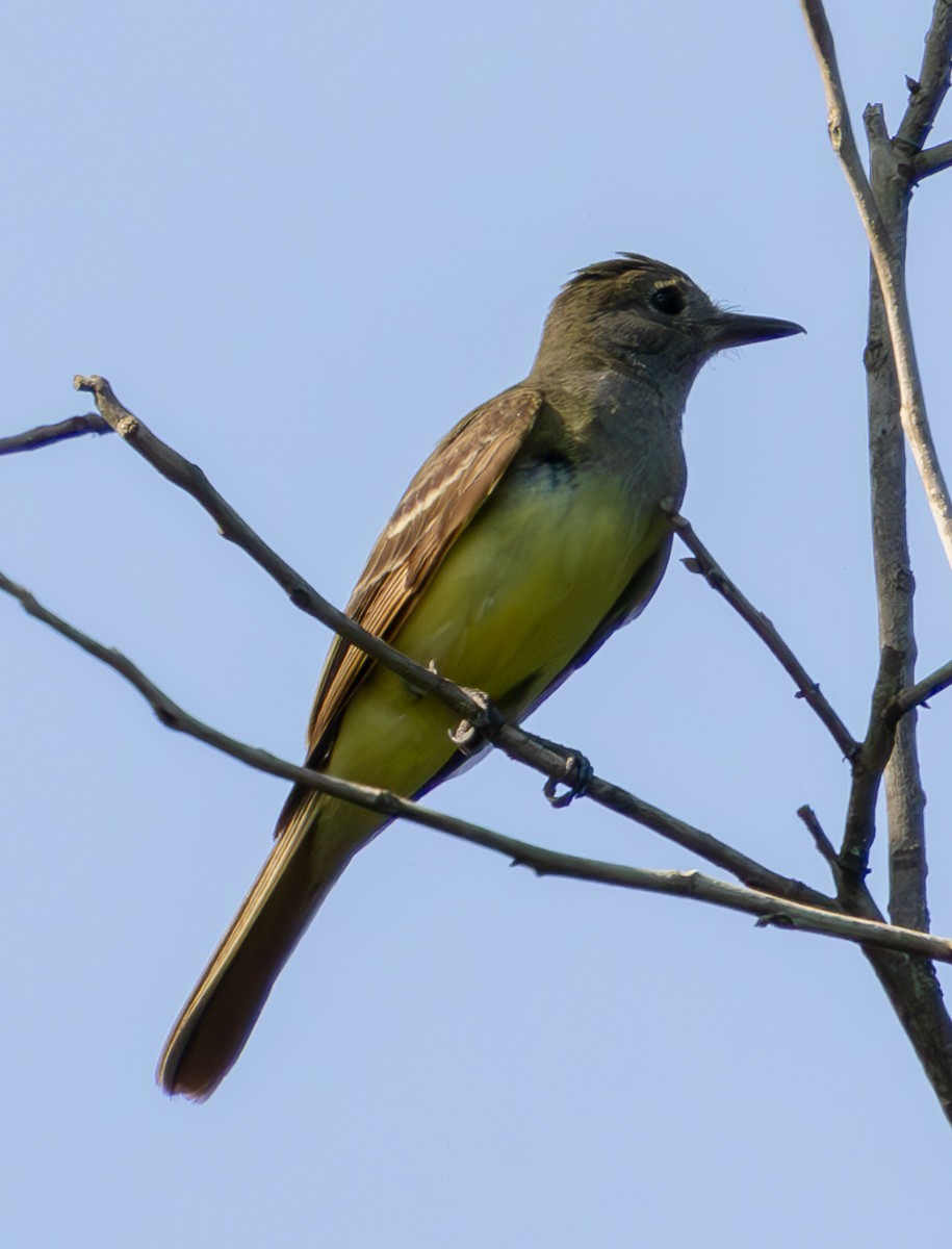 Great Crested Flycatcher - ML620796372